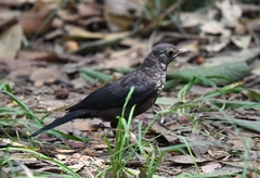 Turdus mandarinus