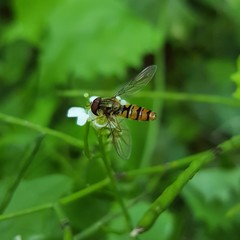 Episyrphus balteatus