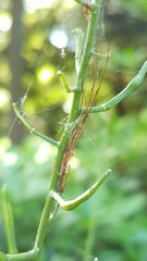 Tetragnatha