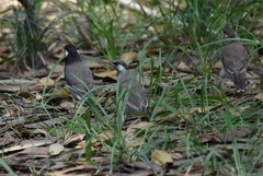 Spodiopsar cineraceus