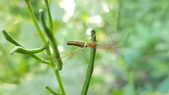 Tetragnatha