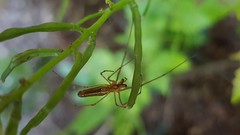 Tetragnatha
