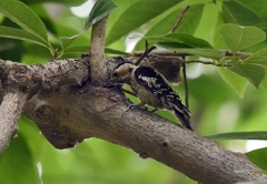 Yungipicus canicapillus