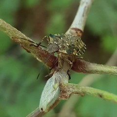 Pentatoma rufipes