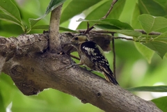 Yungipicus canicapillus