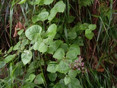 Pericallis aurita