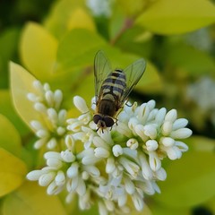 Syrphus
