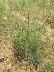 Equisetum variegatum