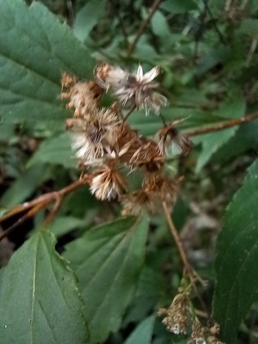 Ageratina riparia