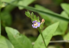 Mazus pumilus