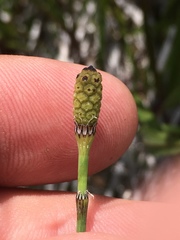 Equisetum variegatum