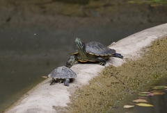 Trachemys scripta elegans