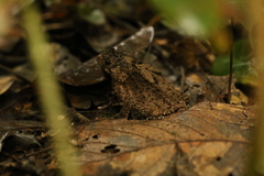 Sclerophrys tuberosa