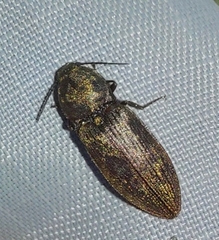 Prosternon tessellatum