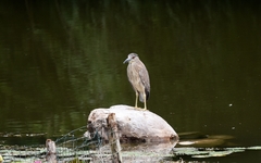 Nycticorax nycticorax