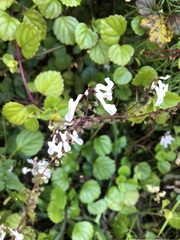 Plectranthus verticillatus