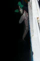 Isurus paucus