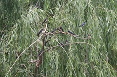 Hirundo rustica