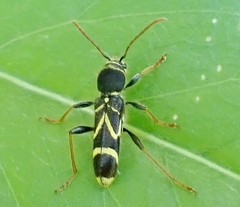 Cyrtoclytus capra