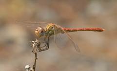 Sympetrum meridionale