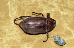 Melolontha incana