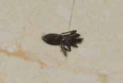 Peirates lepturoides