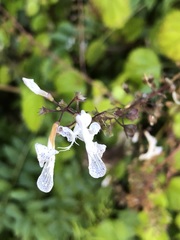 Plectranthus verticillatus