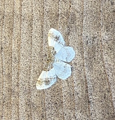 Hydrelia condensata