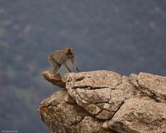 Macaca sylvanus