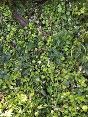 Plectranthus verticillatus