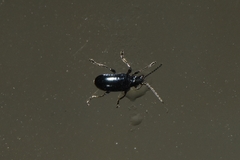 Lema concinnipennis
