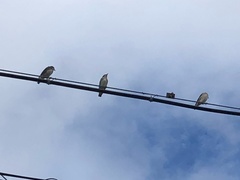 Agropsar philippensis