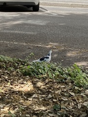 Columba livia domestica