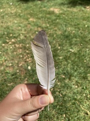 Columba livia domestica