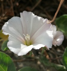 Convolvulus arvensis