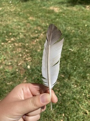 Columba livia domestica