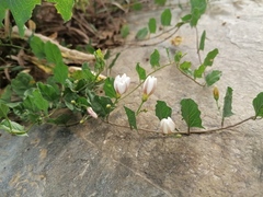 Convolvulus arvensis