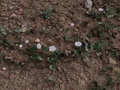 Convolvulus arvensis