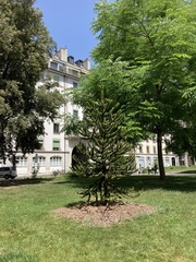 Araucaria araucana