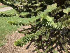 Araucaria araucana