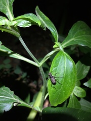 Polyrhanis vitiensis