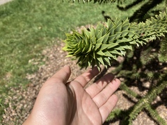 Araucaria araucana