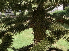 Araucaria araucana