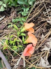 Campsis grandiflora