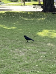 Corvus
