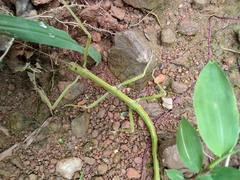 Phraortes stomphax