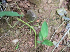 Phraortes stomphax
