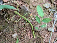 Phraortes stomphax