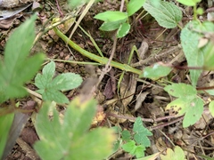Phraortes stomphax