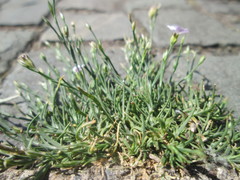 Gypsophila repens